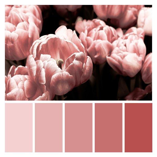 Blush Tulip Tenderness