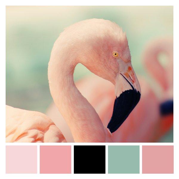 Flamingo Blush