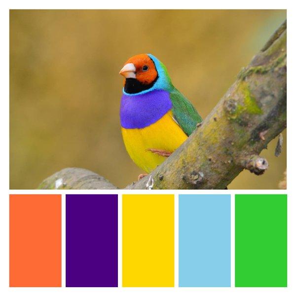 Tropical Finch Fantasy